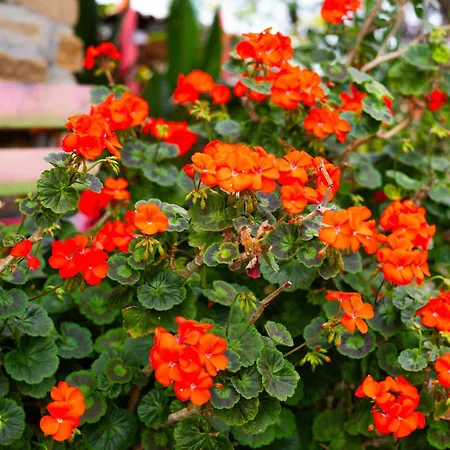 Casa de Campo Cozy Istrian House *