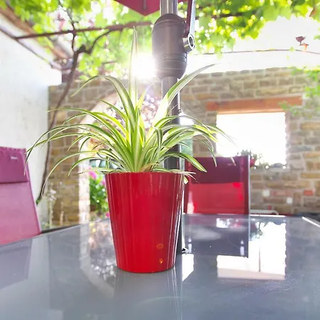 Cozy Istrian House カントリーハウス イゾラ