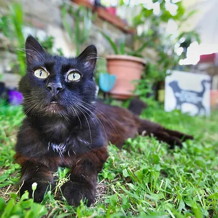 Casa de Campo Cozy Istrian House *