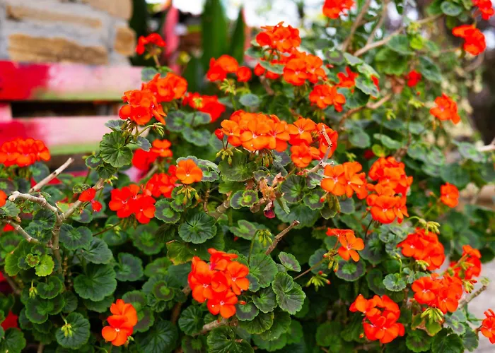 Летний дом Cozy Istrian House *